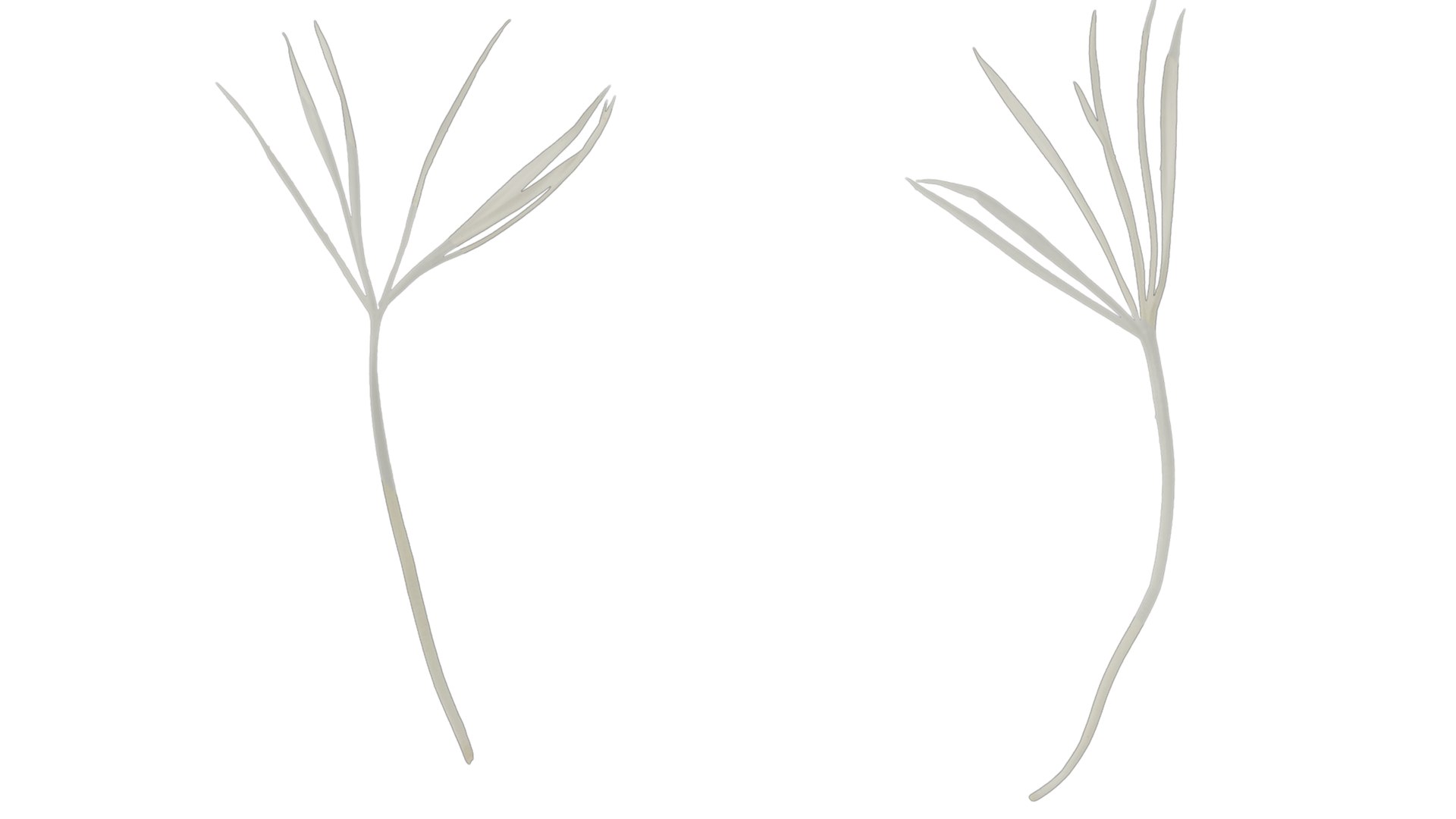 3D Anydrafts Centaurea Americana Flower 02 Textures Model - TurboSquid ...