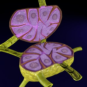Lymph node Lymphatic system