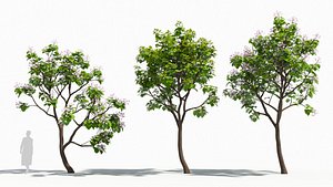 3D Paulownia tree
