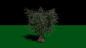olive tree cartoon 