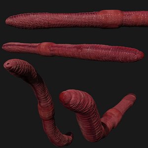 earthworm rigged 3D