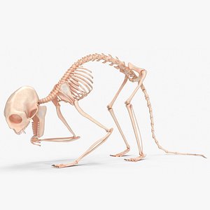 Geoffroys Marmoset Skeleton Rigged for Maya model