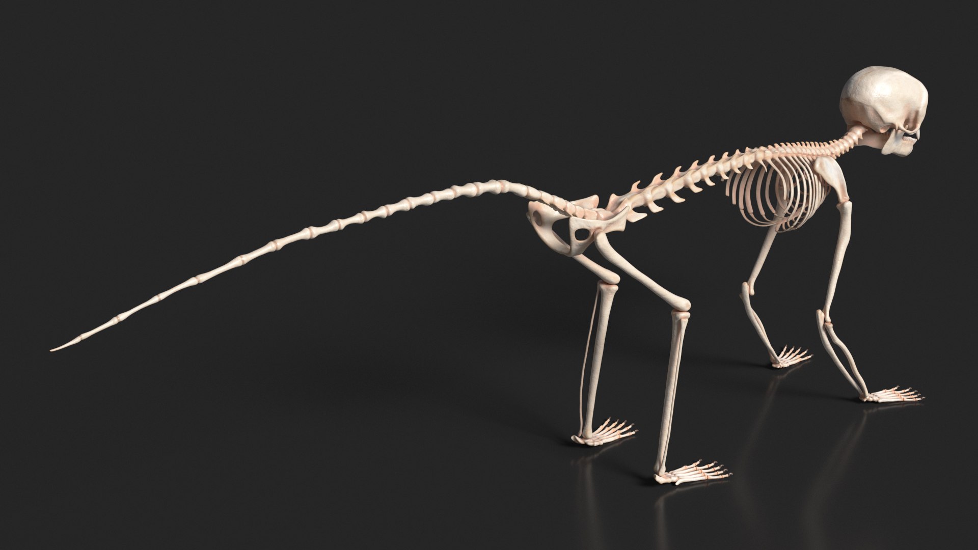 Geoffroys Marmoset Skeleton Rigged For Maya Model - TurboSquid 2350821