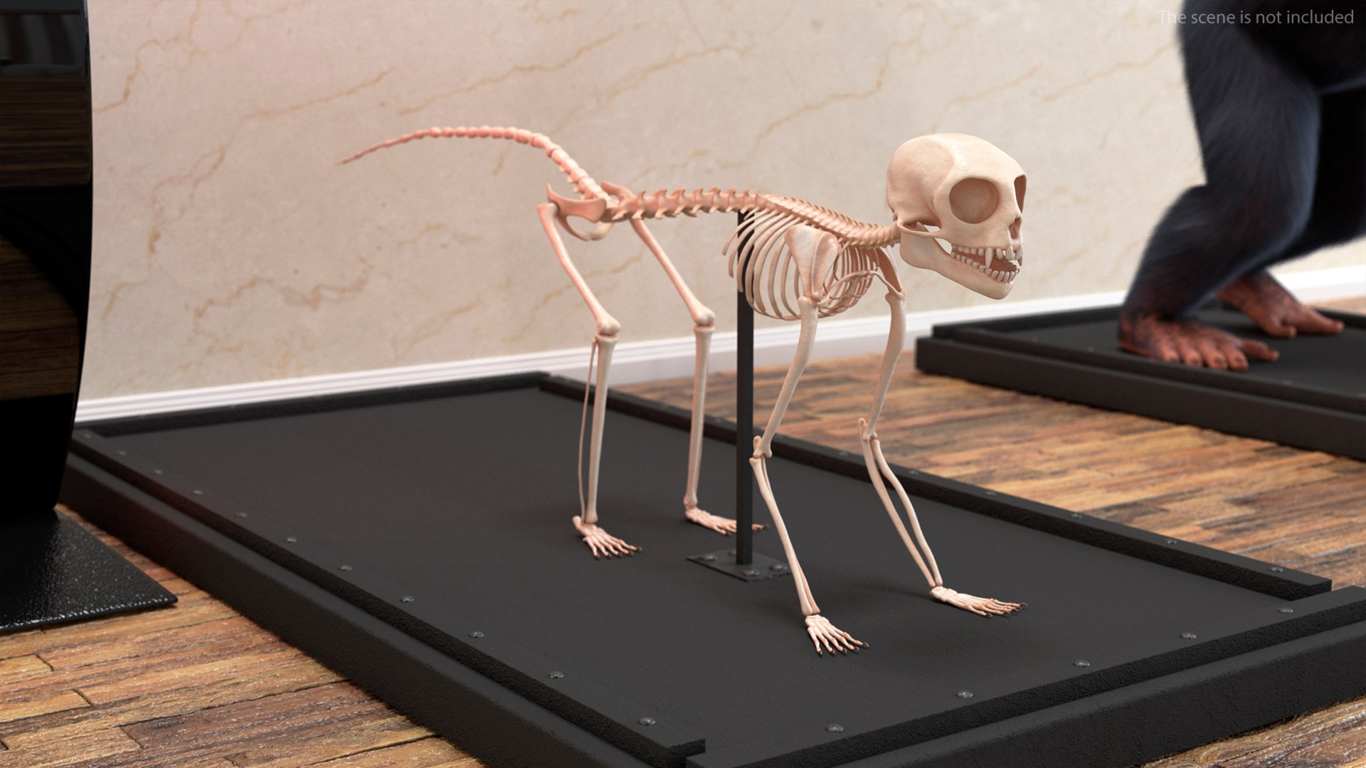 Geoffroys Marmoset Skeleton Rigged For Maya Model - TurboSquid 2350821