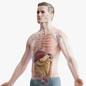 3D Human Male Body Skeletal System and Organs