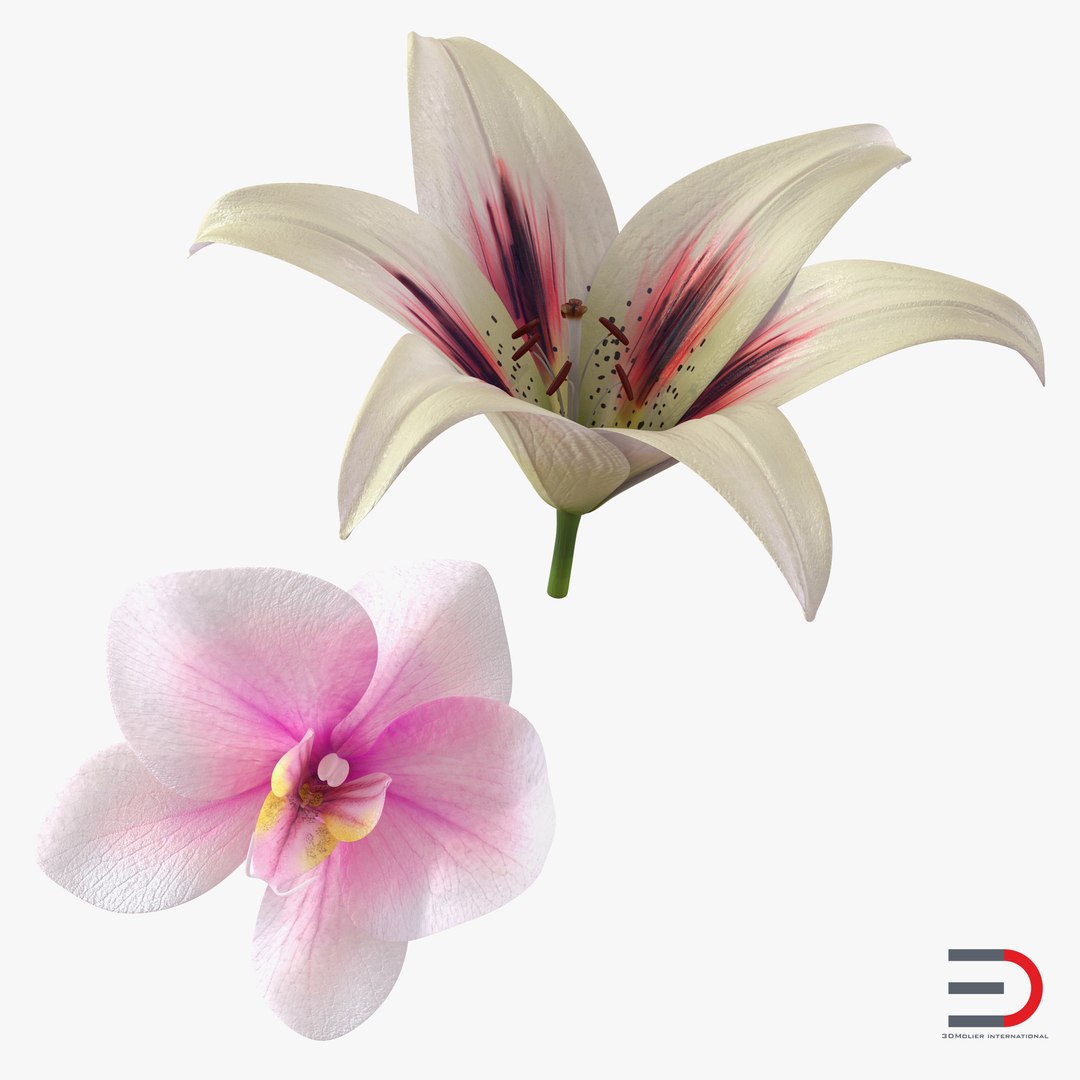 Flowers Collection 3D model preview