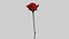 Rote Rose