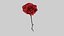Rote Rose
