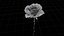 Rote Rose