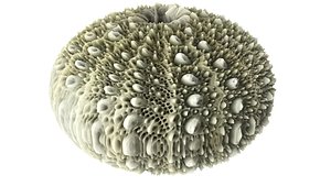 Sea Urchin Shell 3D model