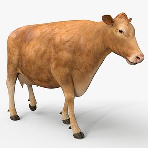 3D cow limousin pro animations model