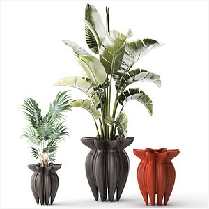 3D Plants pot lotus Ravenala palm Strelitzia Howea