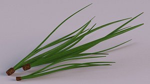 Cedar pine needles