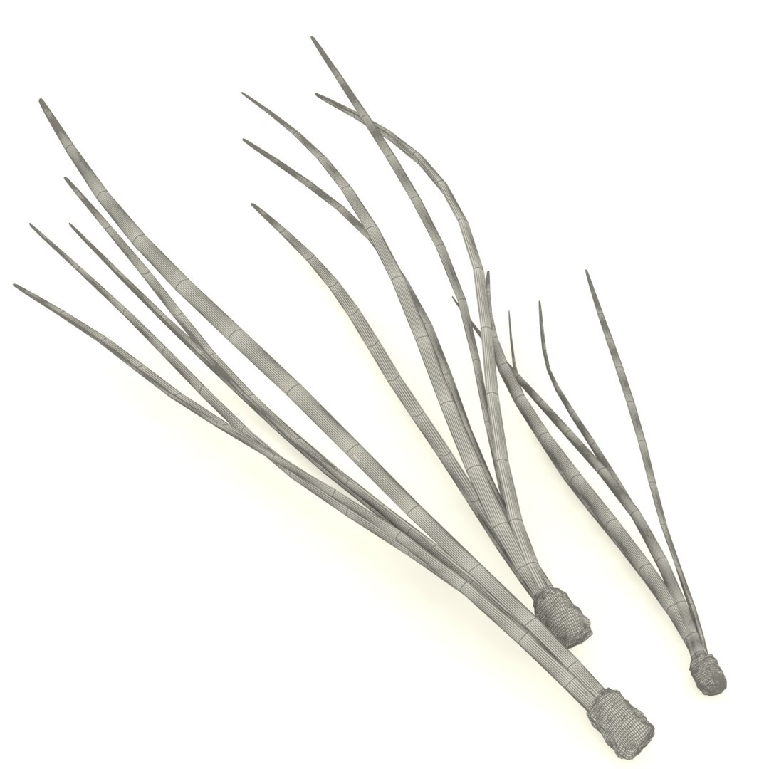 cedar needles pine model https://p.turbosquid.com/ts-thumb/3H/fM2QTF/CqLCZkuj/4/jpg/1600753164/1920x1080/fit_q87/3f3247195e6a0295a9ce55c26cbb6c609fe68b94/4.jpg