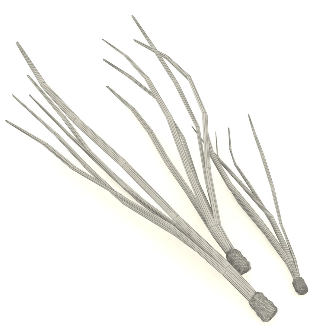 cedar needles pine model https://p.turbosquid.com/ts-thumb/3H/fM2QTF/ScKFELwB/5/jpg/1600753164/1920x1080/fit_q87/dd84e716c125d97095d4b112a1e96ce8c35f79ec/5.jpg