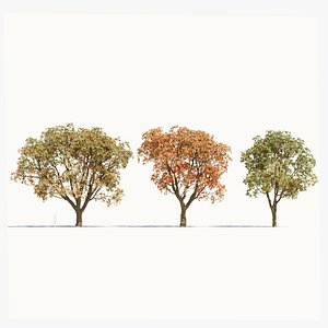 Quercus serrata c