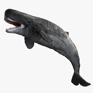 Livyatan melvillei whale Dark grey rigged 3D