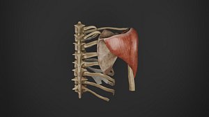 Human Anatomy-Right upper limb shoulder