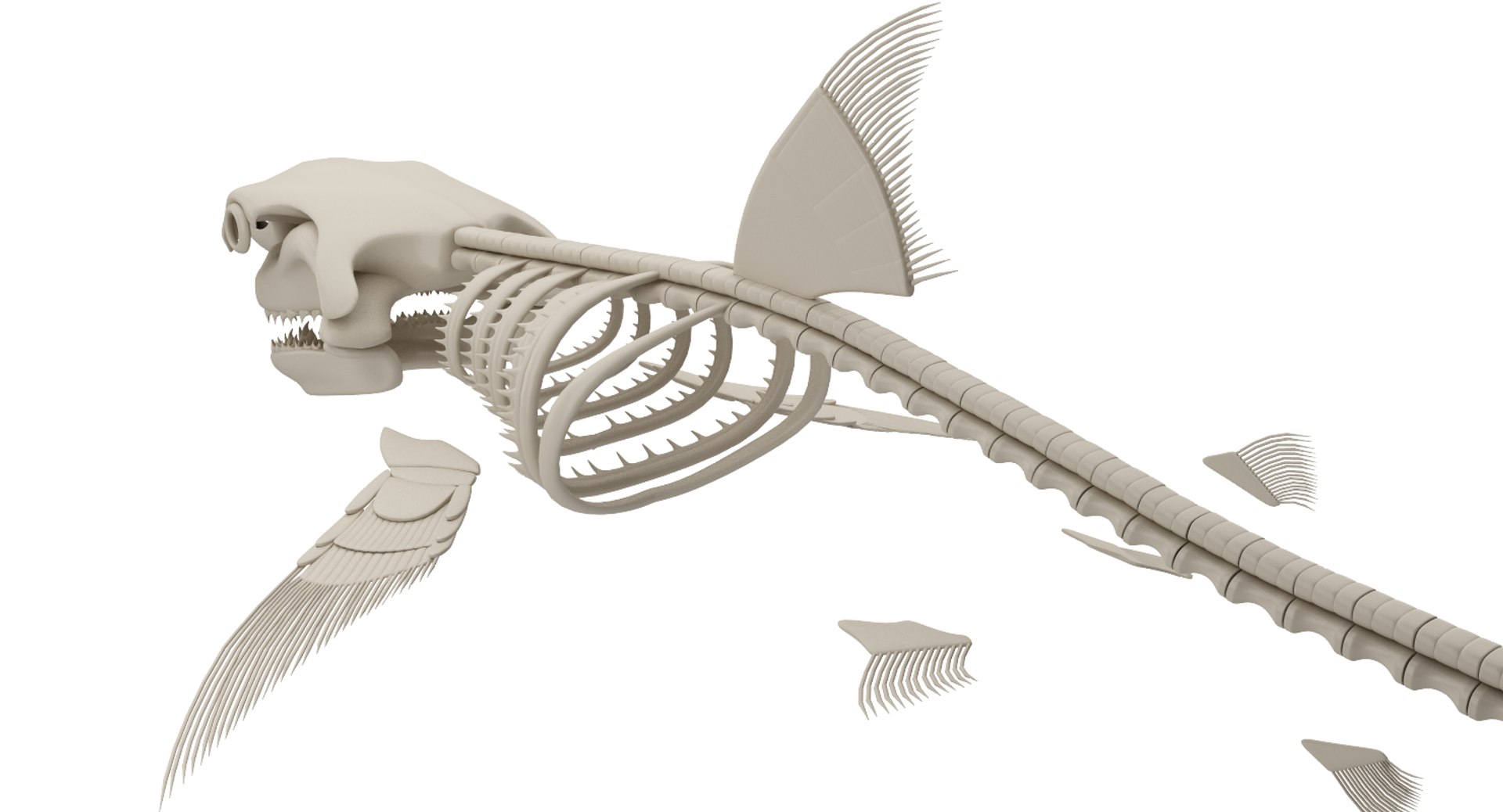 3D great white shark - TurboSquid 1186608