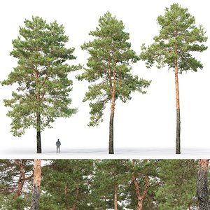 Pinus Sylvestris 30