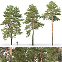 Pinus Sylvestris 30