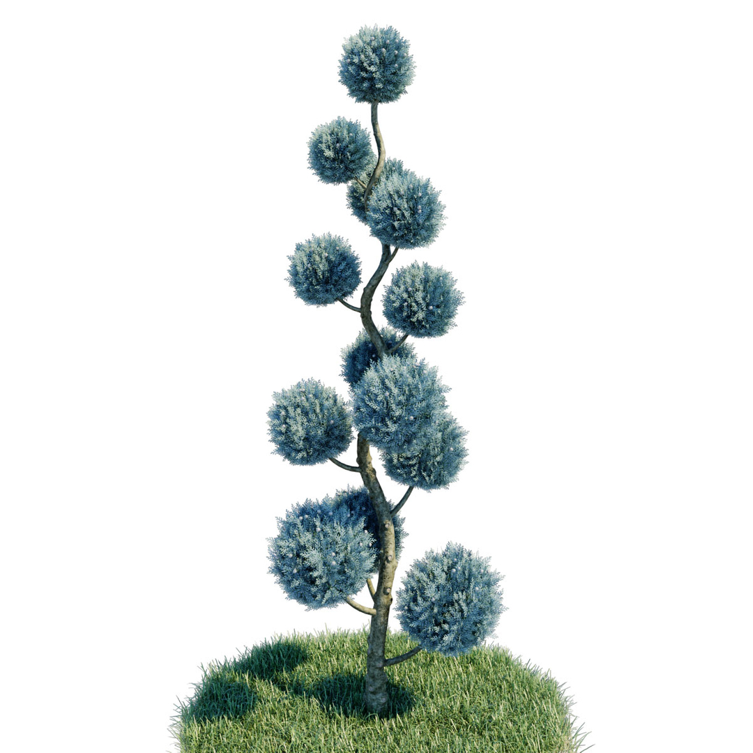 cupressus arizonica pon spiral 3D https://p.turbosquid.com/ts-thumb/3I/GlVckm/ULHSmrKH/turntable/jpg/1576584477/1920x1080/turn_fit_q99/9bf44868f2fe354fd92ffeb990a903f4ab91b7a0/turntable-1.jpg