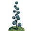 Cypress - Cupressus Arizonica Pon Pon Spiral