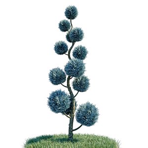 cupressus arizonica pon spiral 3D