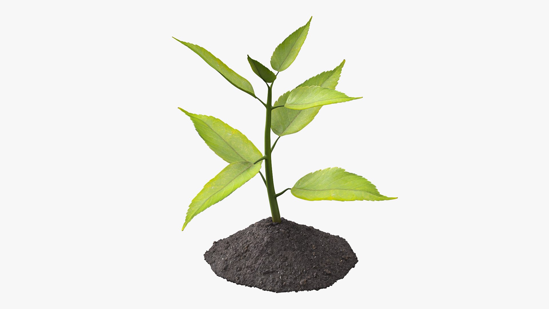 Young Plant Growing from Soil 3D model preview