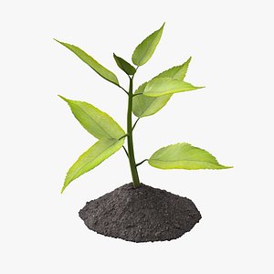 Young Plant Growing from Soil