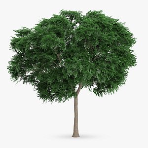 max swedish whitebeam tree 8