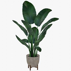 Tropical Plant in Ceramic Pot - Game Asset