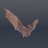 3D Bat Model