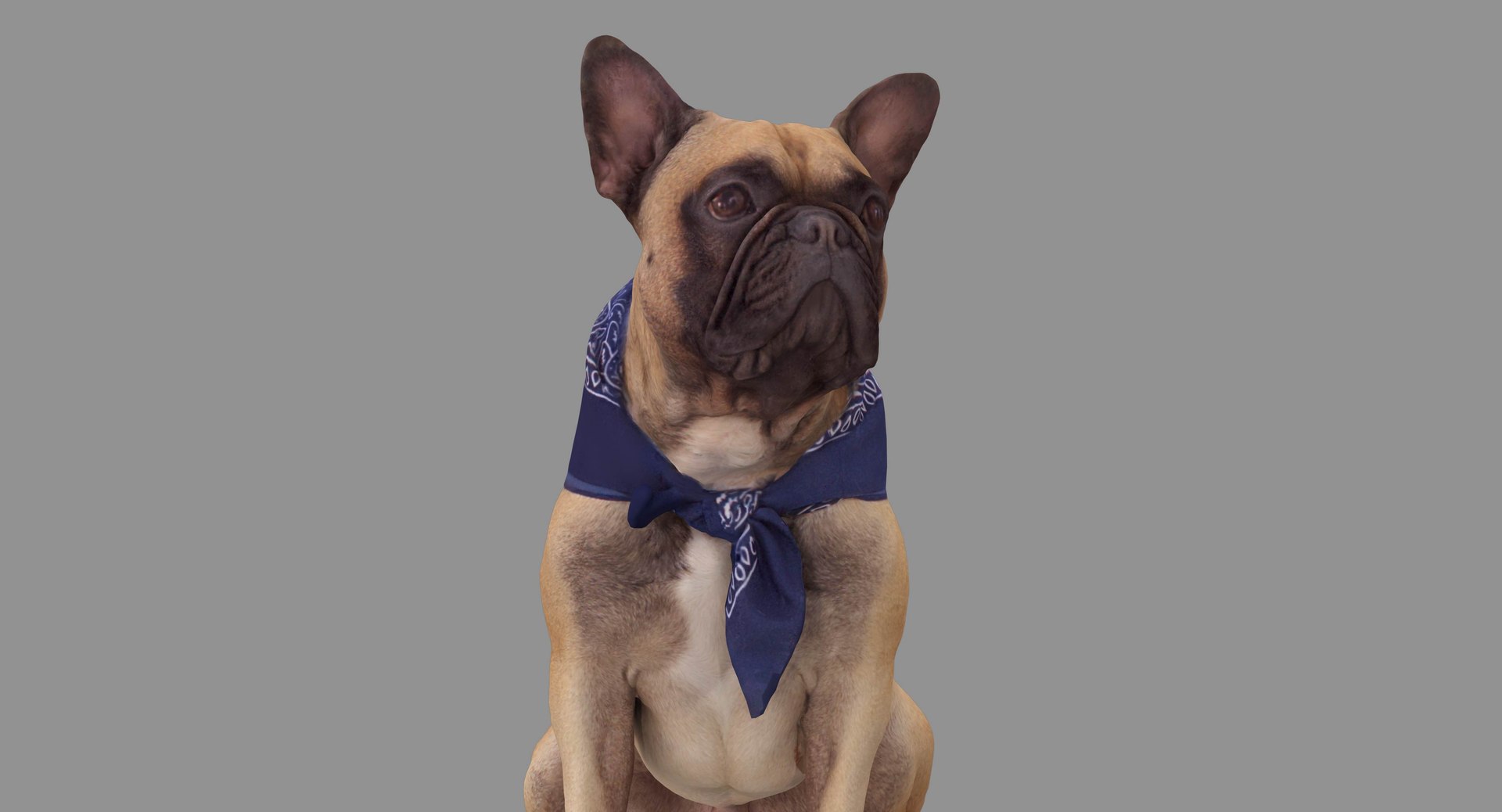 french bulldog sitting 3D https://p.turbosquid.com/ts-thumb/3I/iipwPs/3WynwOAl/100001/jpg/1539675176/1920x1080/fit_q87/50d62cea9dcfce95f3c6ed643e63513773b0044b/100001.jpg