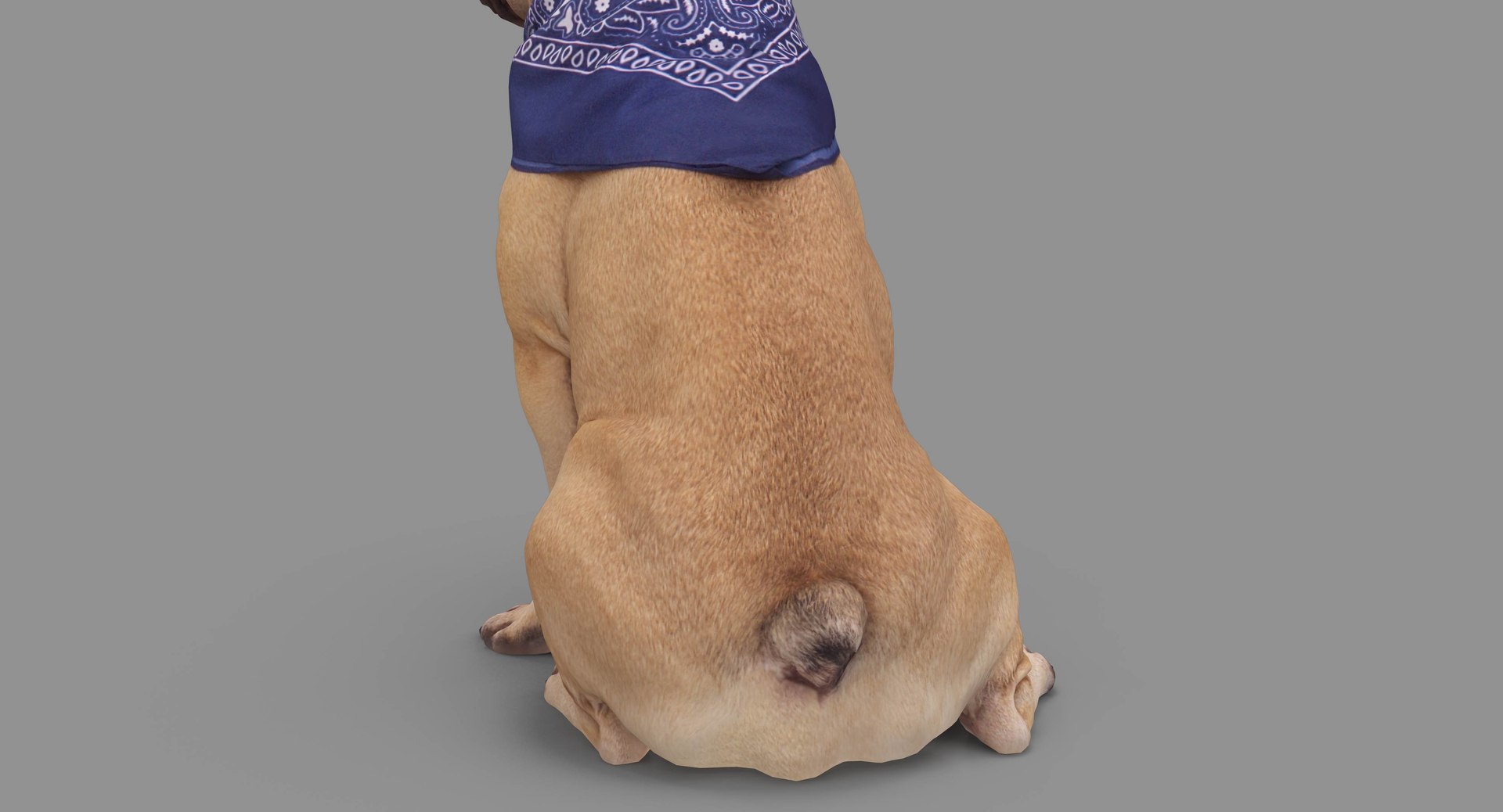 french bulldog sitting 3D https://p.turbosquid.com/ts-thumb/3I/iipwPs/5P45hFvb/100008/jpg/1539675176/1920x1080/fit_q87/85aaf7ae93f61db7faacdb831f380889c9eb6f1b/100008.jpg