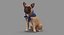 french bulldog sitting 3D
