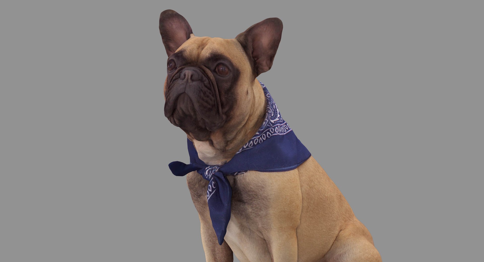 french bulldog sitting 3D https://p.turbosquid.com/ts-thumb/3I/iipwPs/PXRVxssW/100000/jpg/1539675176/1920x1080/fit_q87/40fad3a6d4b193a00fa99d35f500c2a54ca8b86c/100000.jpg