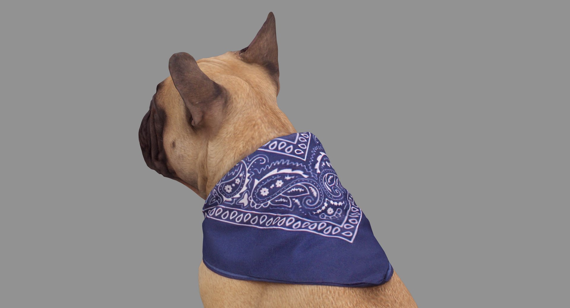 french bulldog sitting 3D https://p.turbosquid.com/ts-thumb/3I/iipwPs/Twj3BeNX/100007/jpg/1539675176/1920x1080/fit_q87/fb3370c12b9bd285433e926e702673872bee8bc4/100007.jpg