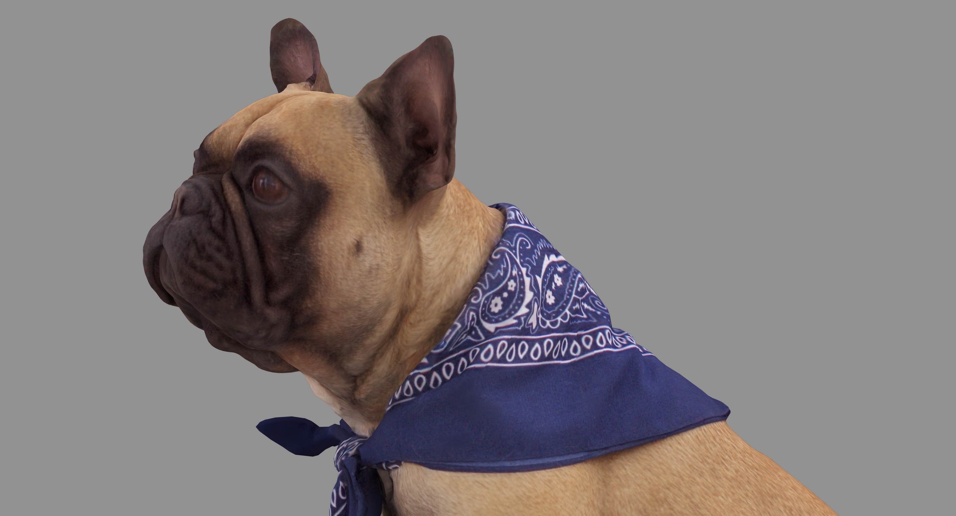 french bulldog sitting 3D https://p.turbosquid.com/ts-thumb/3I/iipwPs/gqjwx0iy/100004/jpg/1539675176/1920x1080/fit_q87/f4c2f4690bc708f4cd172a481c4b8eecbb1515ec/100004.jpg