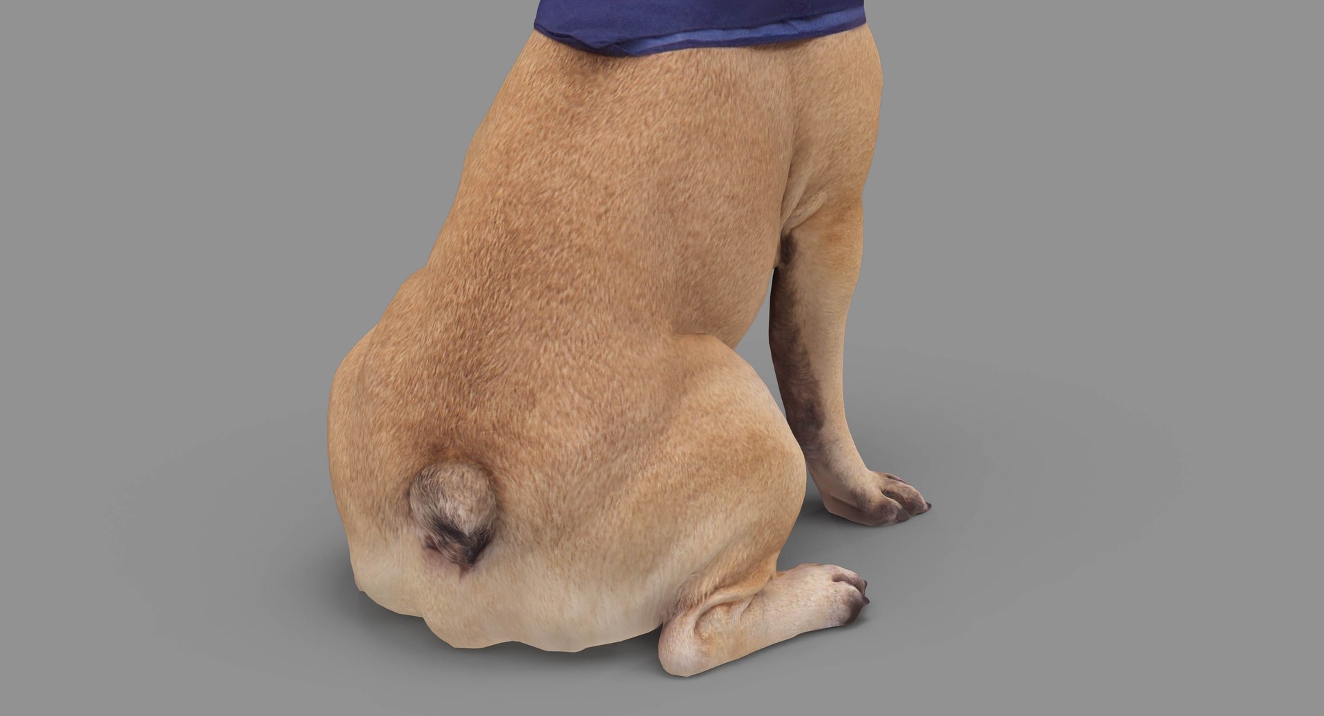 french bulldog sitting 3D https://p.turbosquid.com/ts-thumb/3I/iipwPs/q115FwBI/100006/jpg/1539675176/1920x1080/fit_q87/26f497db33a44a08e41e38f8b97282ca70d95e31/100006.jpg