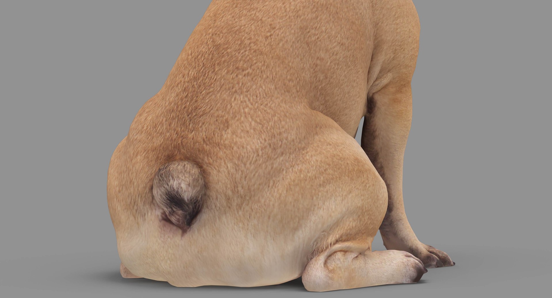 french bulldog sitting 3D https://p.turbosquid.com/ts-thumb/3I/iipwPs/uFrYgYoi/100014/jpg/1539675176/1920x1080/fit_q87/f4351f9cf3939de262b4ef1a78f9e79836f1d3fc/100014.jpg