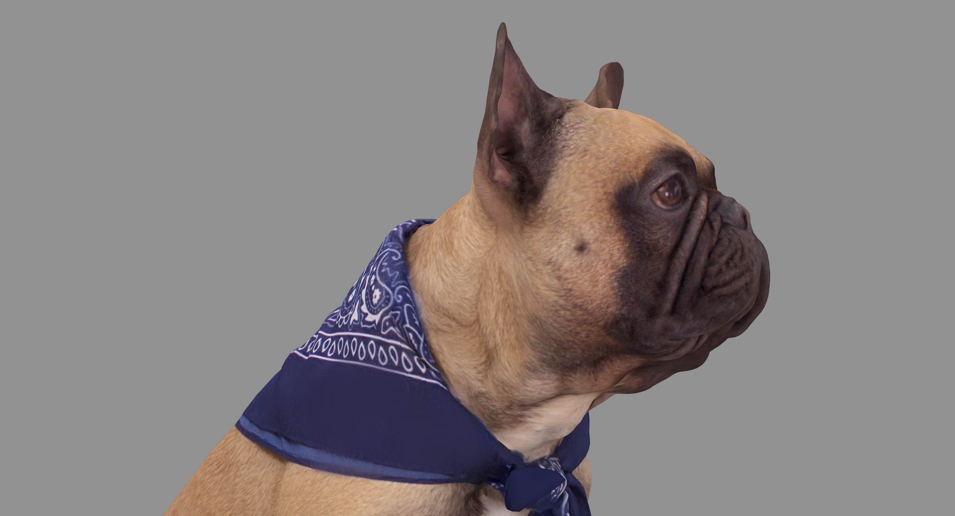 french bulldog sitting 3D https://p.turbosquid.com/ts-thumb/3I/iipwPs/ufydj57c/100002/jpg/1539675176/1920x1080/fit_q87/8ced29b9c35feccb0dd8efd183872edb881763fa/100002.jpg