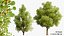 3D 120 Tree Type Collection