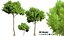 3D 120 Tree Type Collection