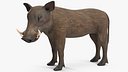 Southern Warthog Rigged for Cinema 4D