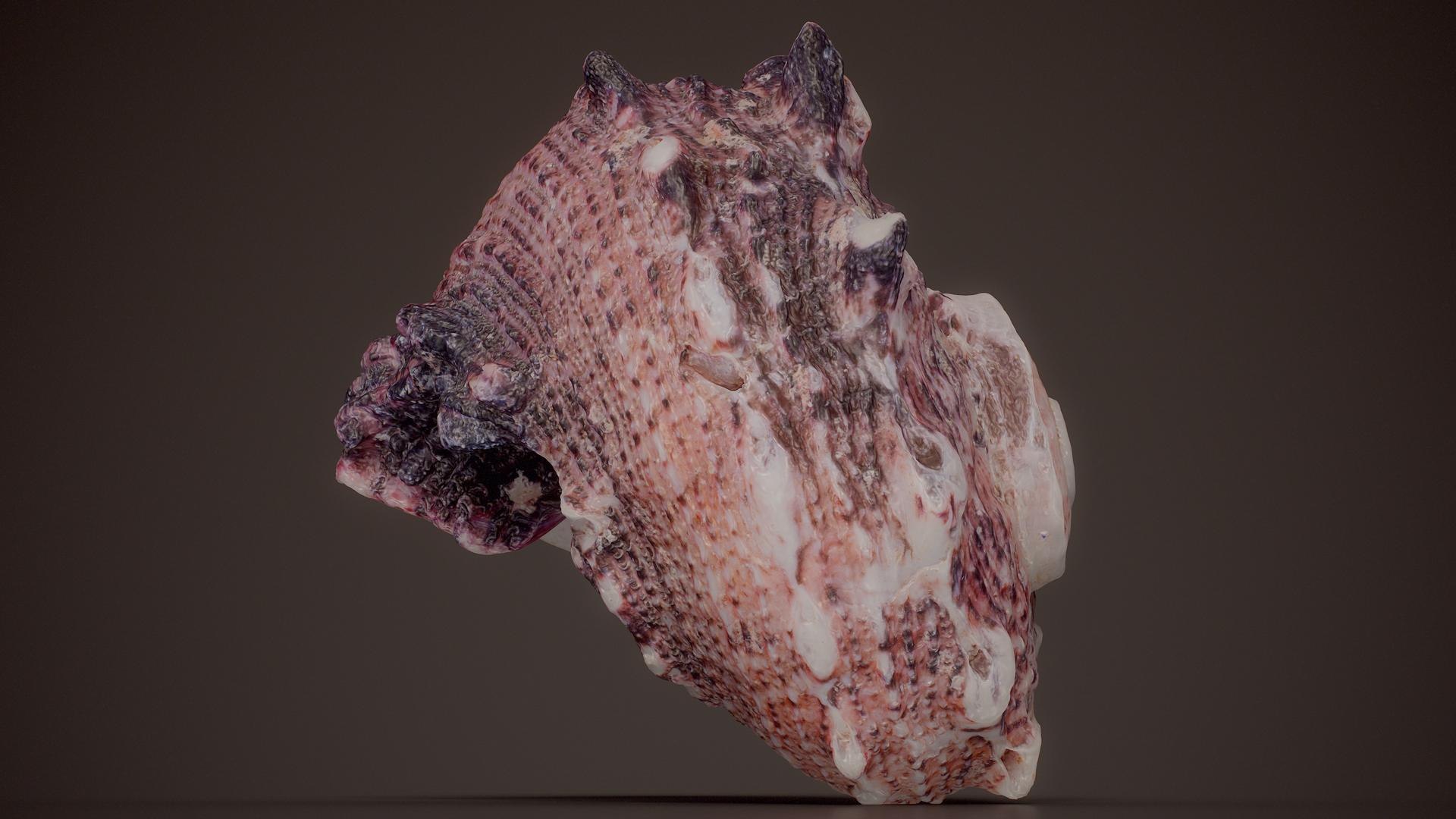3D 15 3D Scanned Shell Collection 3 model https://p.turbosquid.com/ts-thumb/3J/2Hg95h/4B/irregular_purple_oyster_spondylus_shell_20_fullquality/jpg/1767620293/1920x1080/fit_q87/c91116931fdb2d311259be5df3cf95d81e05c344/irregular_purple_oyster_spondylus_shell_20_fullquality.jpg