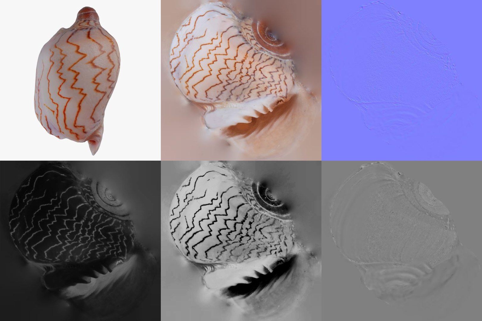 3D 15 3D Scanned Shell Collection 3 model https://p.turbosquid.com/ts-thumb/3J/2Hg95h/90/zigzag_volute_voluta_musica_shell_26_pbr_maps/jpg/1767620299/1920x1080/fit_q87/844d69dfe32f9b39c501f84dadf93c60f652b4cd/zigzag_volute_voluta_musica_shell_26_pbr_maps.jpg