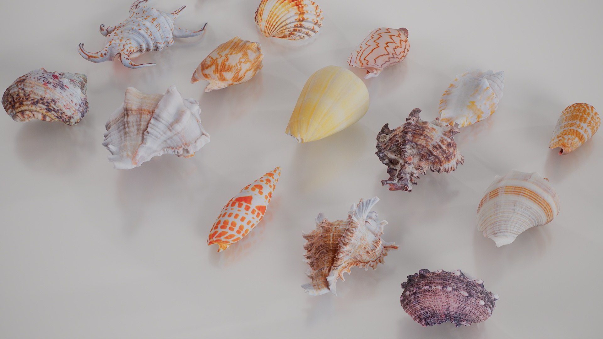 3D 15 3D Scanned Shell Collection 3 model https://p.turbosquid.com/ts-thumb/3J/2Hg95h/9B/shell_collection_3_002/jpg/1767620284/1920x1080/fit_q87/fceb704d4e51dc69af05da34de9532d4a5abcf36/shell_collection_3_002.jpg