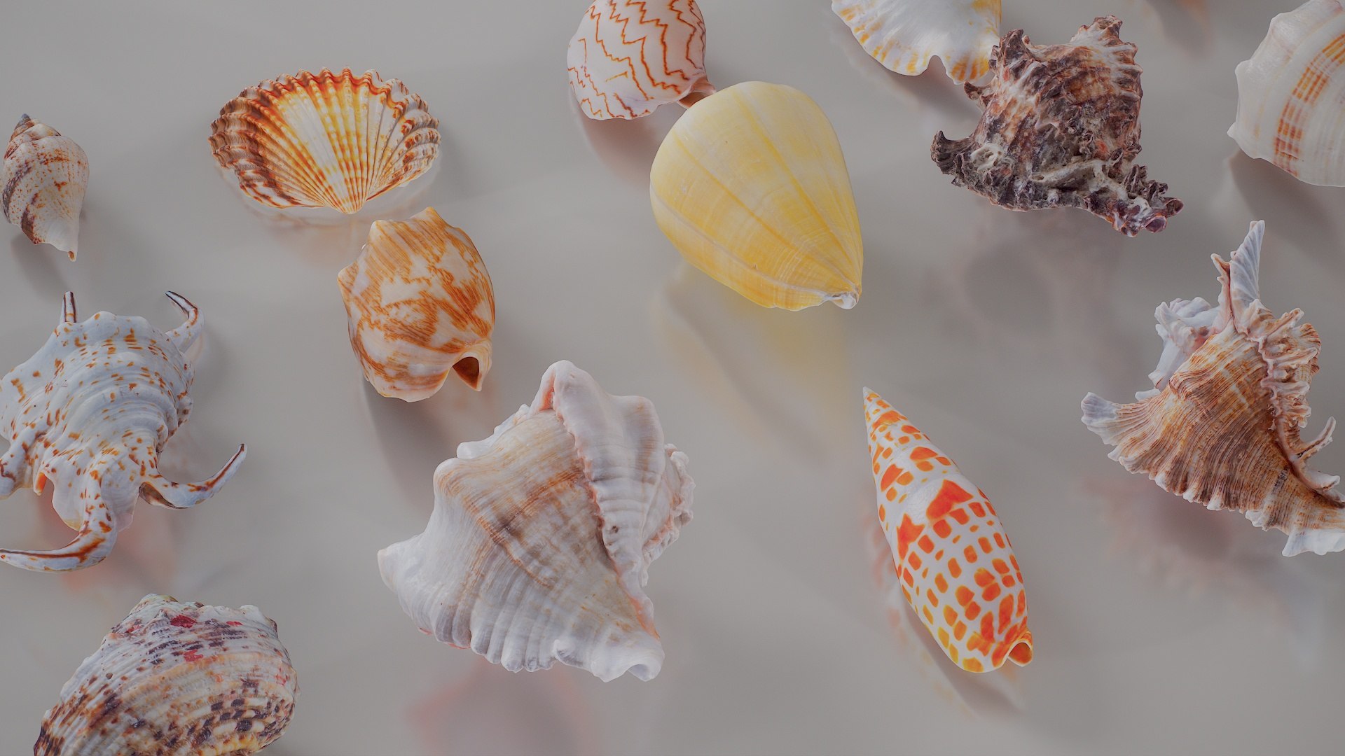 3D 15 3D Scanned Shell Collection 3 model https://p.turbosquid.com/ts-thumb/3J/2Hg95h/9V/shell_collection_3_001/jpg/1767620283/1920x1080/fit_q87/77b1ecd736e2dcf7cdcd590987f5f89803f886dd/shell_collection_3_001.jpg
