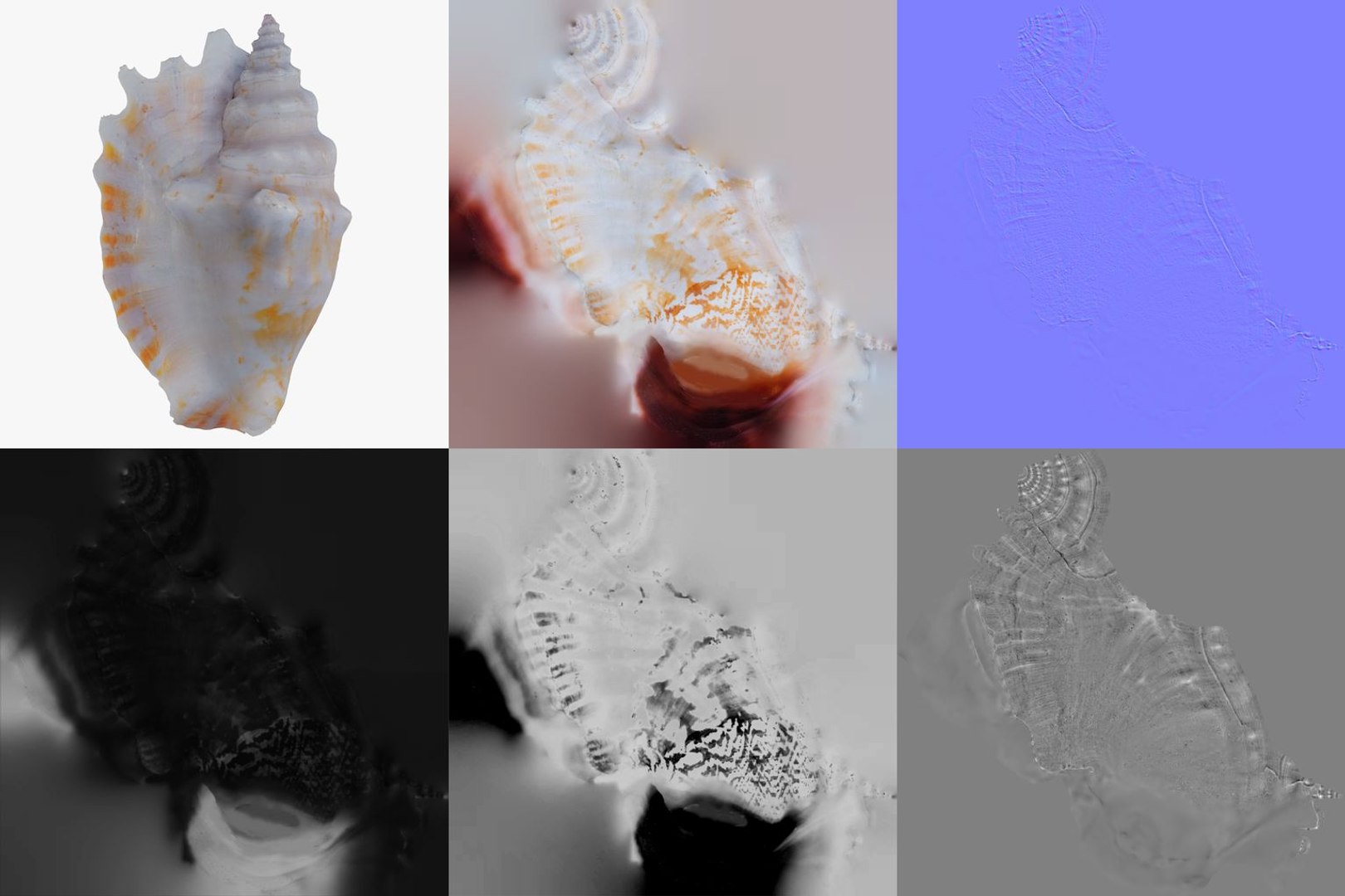 3D 15 3D Scanned Shell Collection 3 model https://p.turbosquid.com/ts-thumb/3J/2Hg95h/E1/white_conch_strombus_shell_63_pbr_maps/jpg/1767620297/1920x1080/fit_q87/6217901fe1cc1bf475079f801630776b592318af/white_conch_strombus_shell_63_pbr_maps.jpg